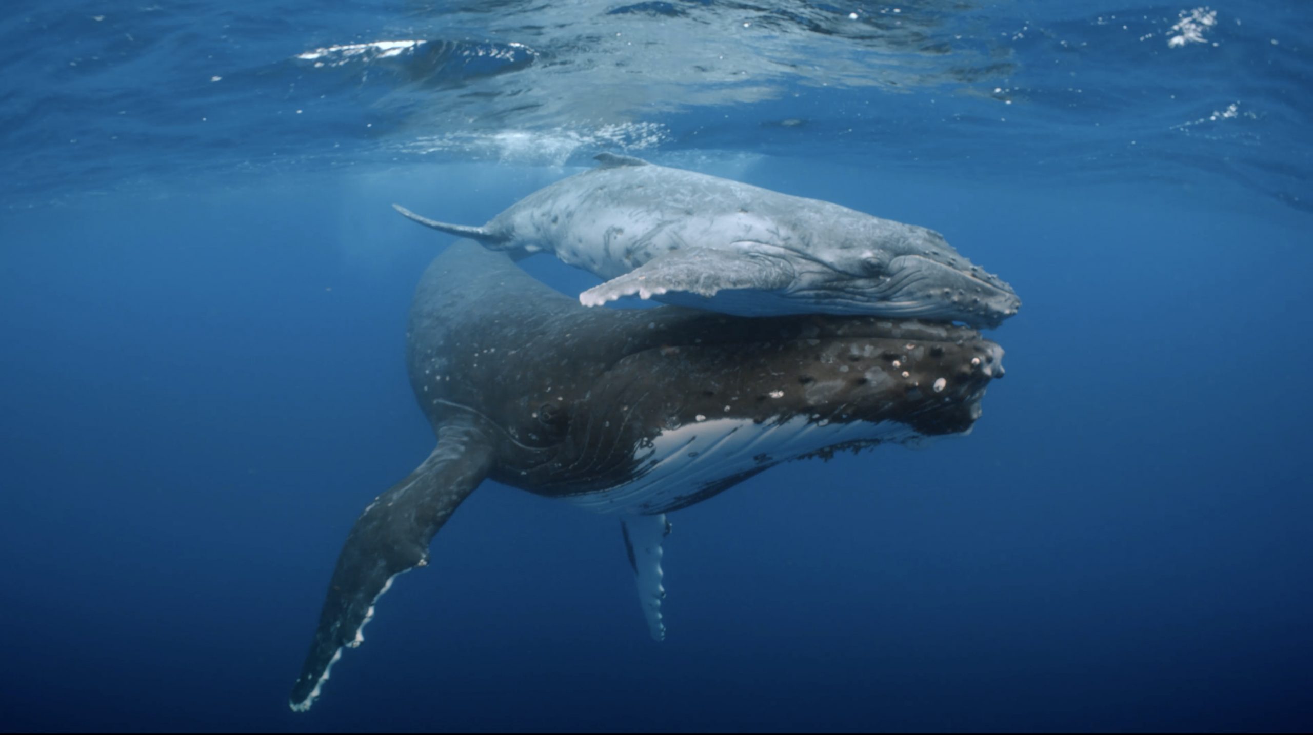 Swimming with Humpback Whale2